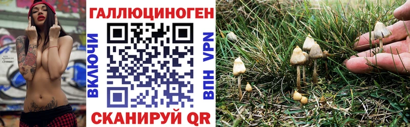Купить где  Сольцы  Псилоцибиновые грибы мицелий 